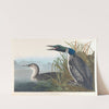 Great northern diver or loon by John James Audubon