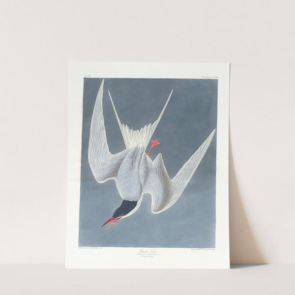 Great tern by John James Audubon