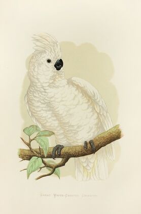 Great White-Crested Cockatoo (1884-1887)