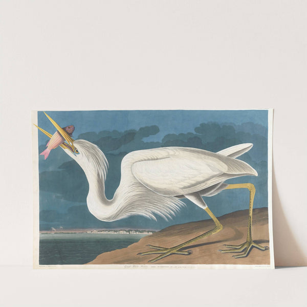 Great white heron by John James Audubon