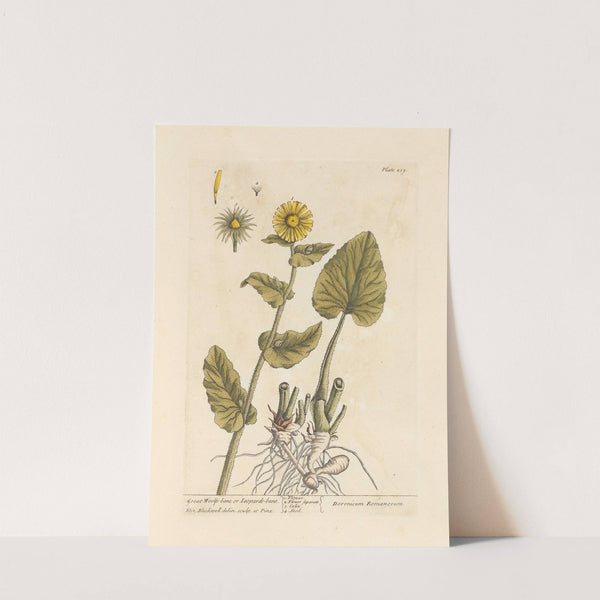 Great woolf's-bane or leopard's-bane by Elizabeth Blackwell