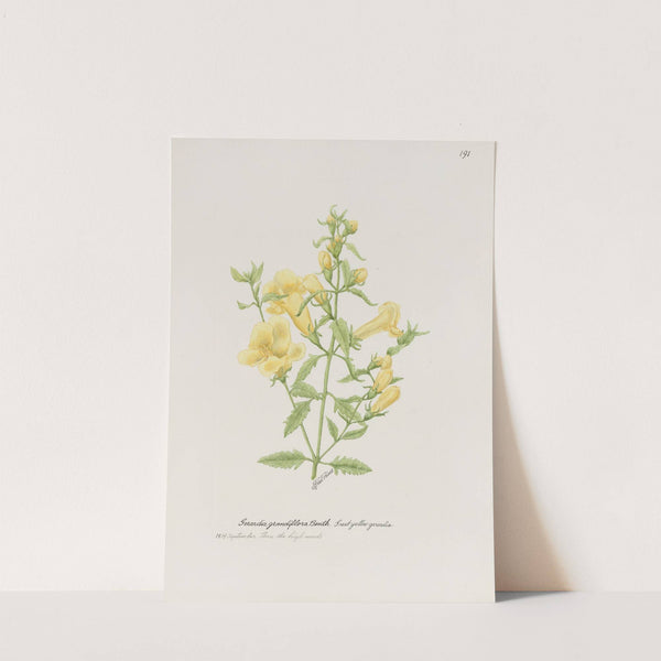 Great yellow gerardia by S. Fred Prince