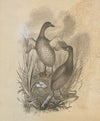 Grebes