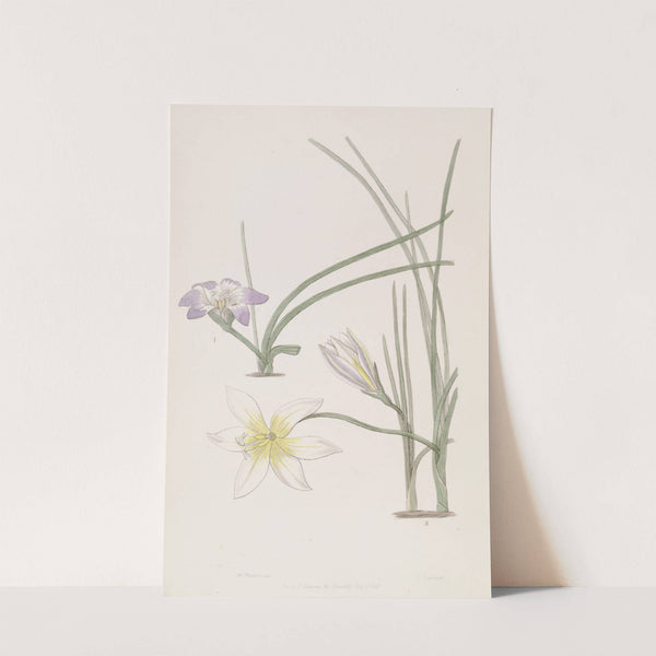 Greek Trichonemes by Sydenham Edwards
