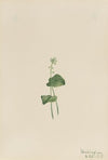 Plant Study (1939)