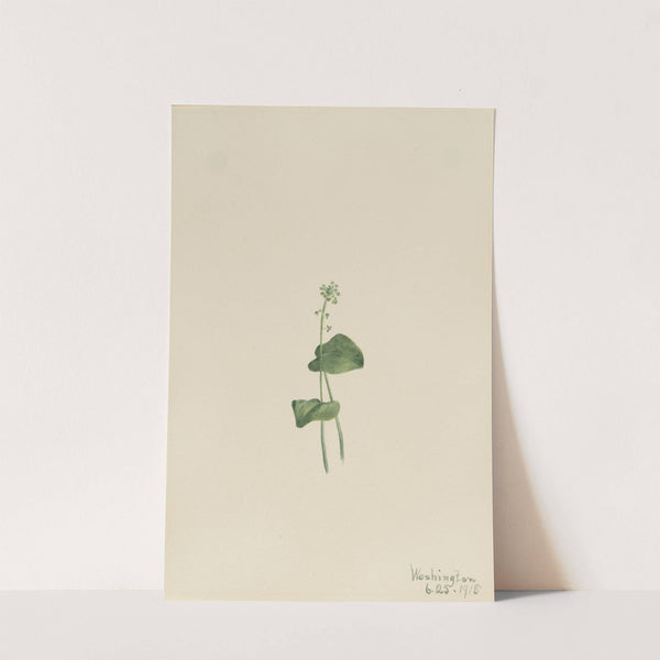 Green Adder’s Mouth (Malaxis unifolia) (1918) by Mary Vaux Walcott