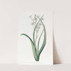 Green and White Ornithogalum by Sydenham Edwards