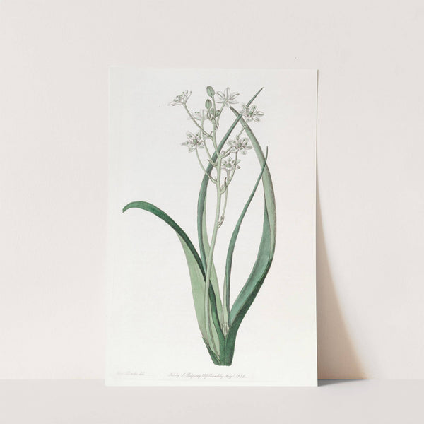 Green and White Ornithogalum by Sydenham Edwards
