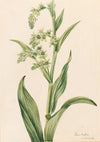 Arabis lyallii (1916)
