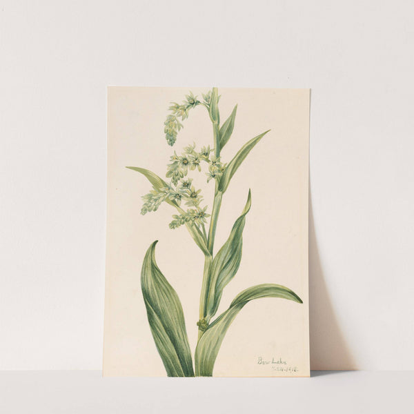 Green Bear Cabbage (Veratrum viride) (1918) by Mary Vaux Walcott