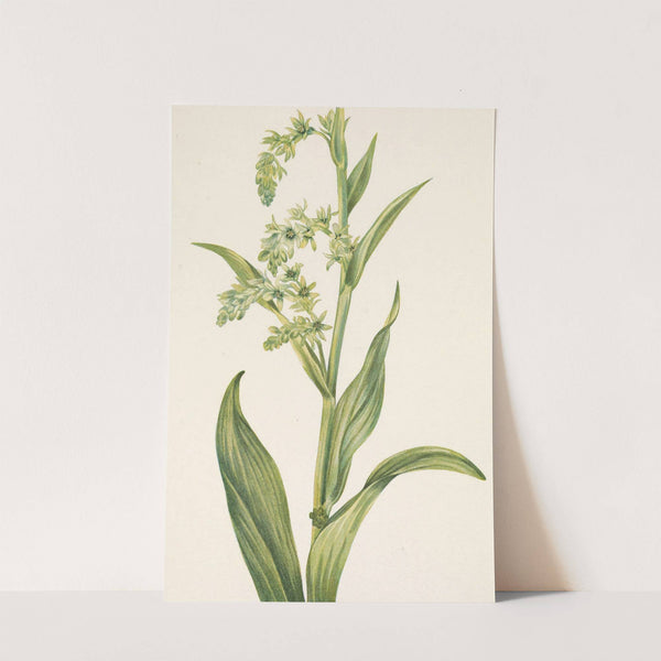 Green Bearcabbage. Veratrum viride (1925) by Mary Vaux Walcott