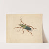 Green Beetle with Brown Legs by Jan Vincentsz van der Vinne