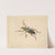 Green Beetle with Brown Legs by Jan Vincentsz van der Vinne
