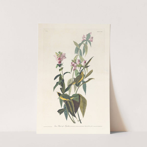 Green black-capt flycatcher by John James Audubon