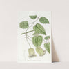 Green-flowered Clematis by Sydenham Edwards