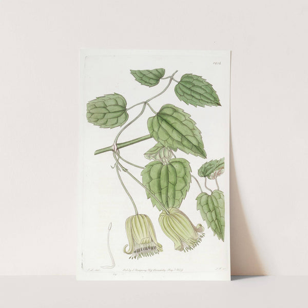 Green-flowered Clematis by Sydenham Edwards