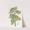 Green-flowered Cowlwort by Sydenham Edwards