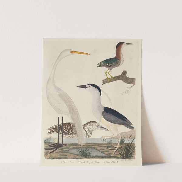 Green Heron, Night Heron, Young Heron, and Great White Heron by John G. Warnicke