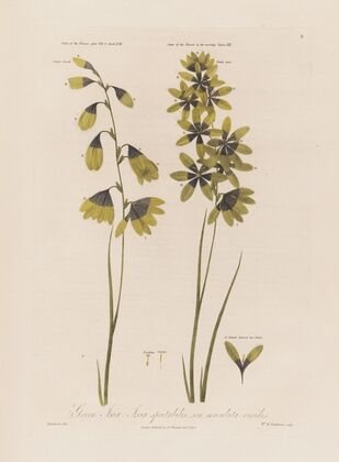 Green Ixia; Ixia spectabilis; seu maculata viridis. (1799–1810)