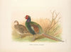 Green Japanese Pheasant (Phasianus versicolor). (1918-1922)