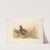 Green Japanese Pheasant (Phasianus versicolor). (1918-1922) by Henry Jones