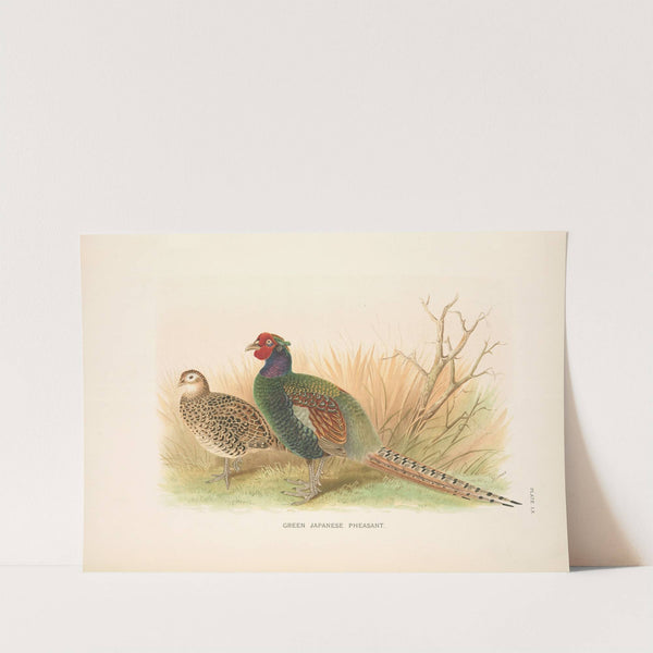 Green Japanese Pheasant (Phasianus versicolor). (1918-1922) by Henry Jones