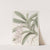 Green-leaved Air plant by Sydenham Edwards