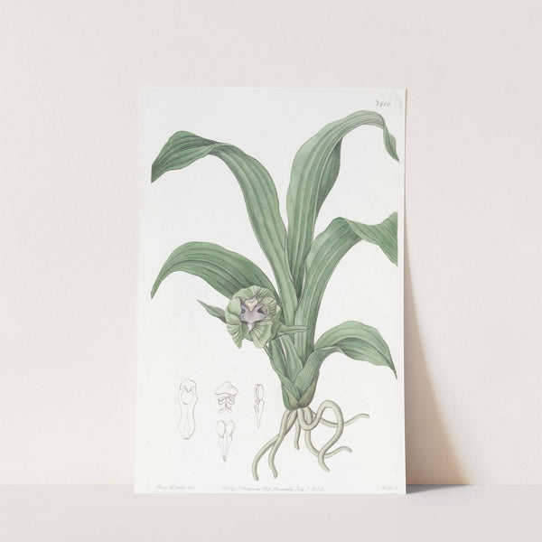 Green Maxillaria by Sydenham Edwards