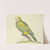 Green parrot by Pieter Holsteijn