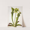 Green Pitcherplant (Sarracenia orephila) (1933) by Mary Vaux Walcott