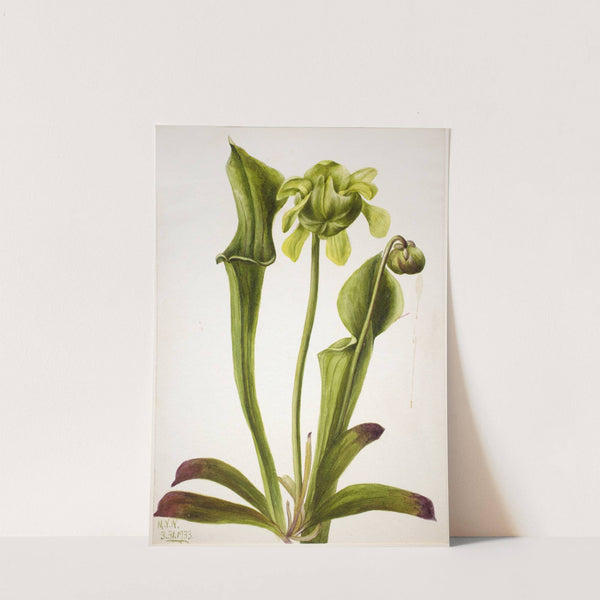 Green Pitcherplant (Sarracenia orephila) (1933) by Mary Vaux Walcott
