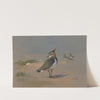 Green Plovers (1931) by Archibald Thorburn