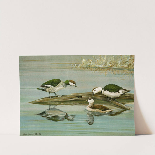 Green Pygmy Goose, Indian Pygmy Goose by Louis Agassiz Fuertes