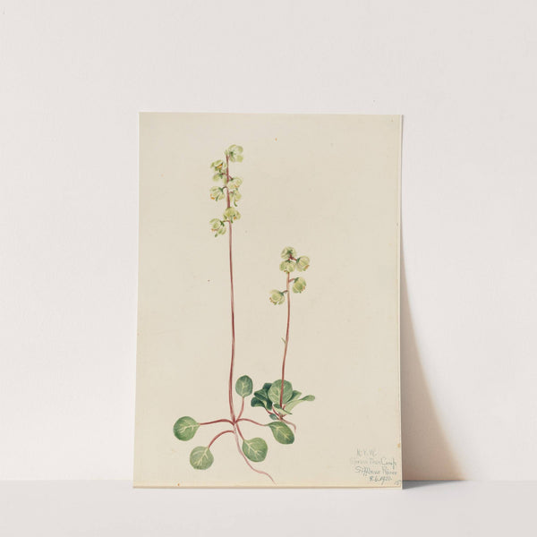Green Pyrola (Pyrola chlorantha) (1920) by Mary Vaux Walcott