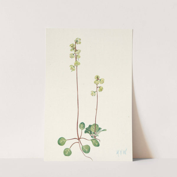 Green Pyrola. Pyrola chlorantha (1925) by Mary Vaux Walcott