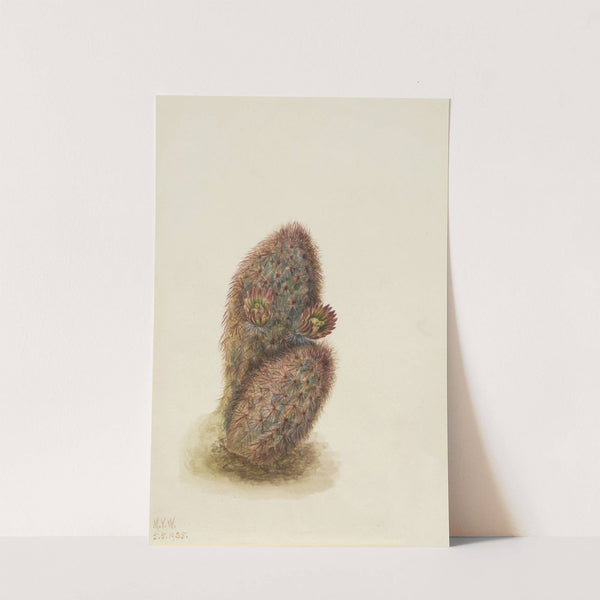 Green Strawberry Cactus (Echinocereus viridiflorus) (1925) by Mary Vaux Walcott