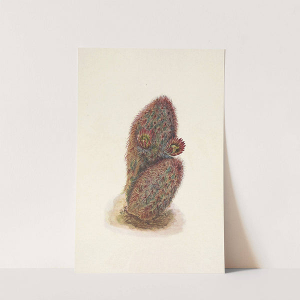 Green Strawberry-cactus. Echinocereus viridiflorus (1925) by Mary Vaux Walcott