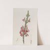 Green-tipped Heath by Sydenham Edwards