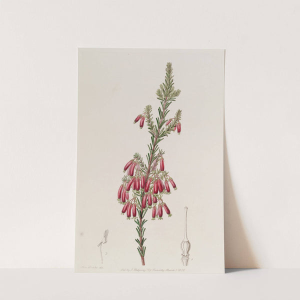 Green-tipped Heath by Sydenham Edwards