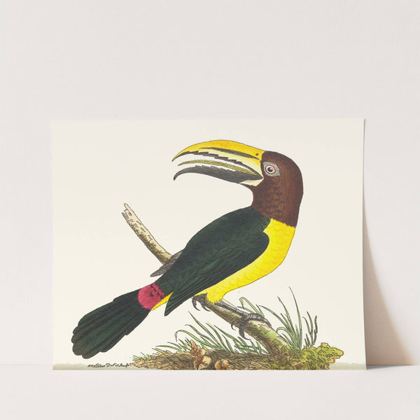 Green Toucan by George Shaw