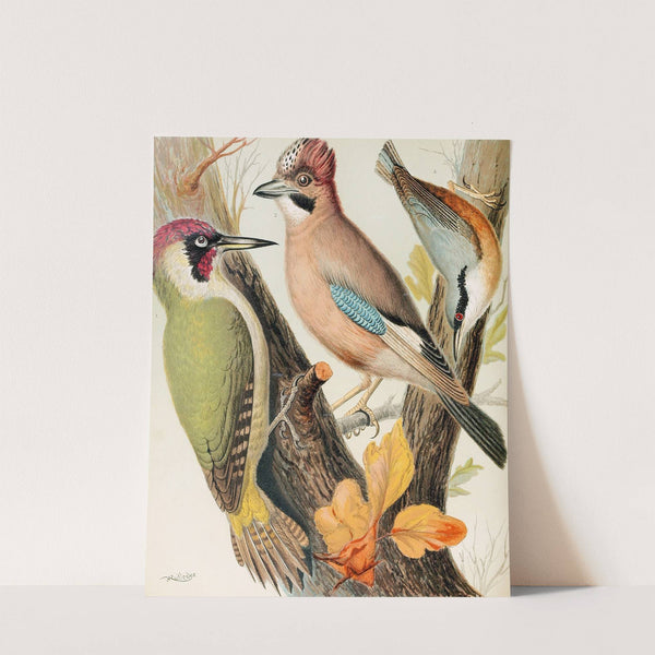 Green Woodpecker, Jay, Nuthatch by W. A . Blakston