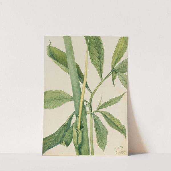 Greendragon (Arisaema dracontium) (1920) by Mary Vaux Walcott
