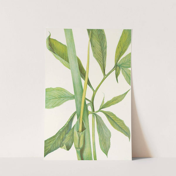 Greendragon. (Arisaema dracontium) (1925) by Mary Vaux Walcott