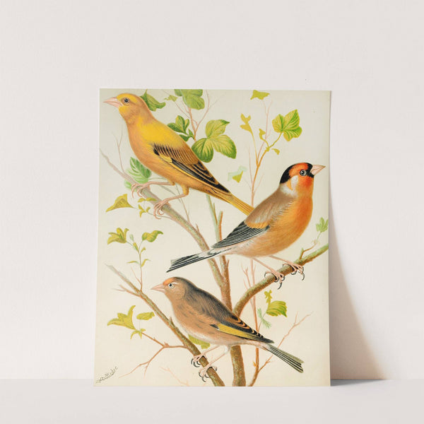 Greenfinch And Linnet, Bullfinch And Goldfinch, Greenfitch And Canary Mule by W. A . Blakston