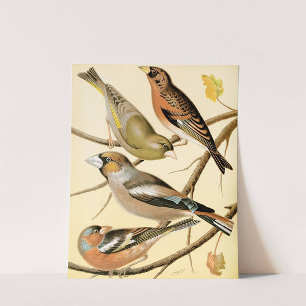 Greenfinch, Mountain Finch, Hawfinch, Chaffinch by W. A . Blakston