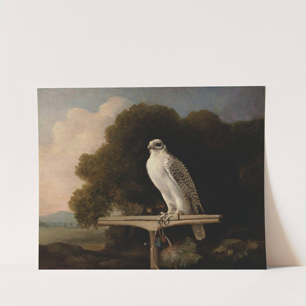 Greenland Falcon (1780) by George Stubbs
