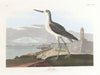 Greenshank