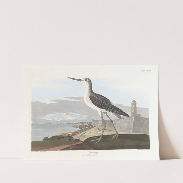 Greenshank by John James Audubon