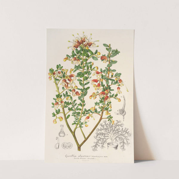 Grevillea alpestris by Charles Antoine Lemaire