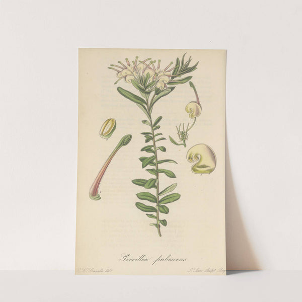 Grevillea pubescens by William Jackson Hooker